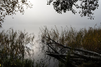 foggy morning - Free image #305305